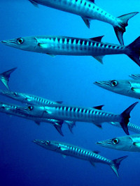 Barracudas are a possible carrier of Ciguatera toxin.