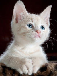 Normally I'd have a supporting image here, since we're talking human ailments, I'm just going to post a cute kitten...